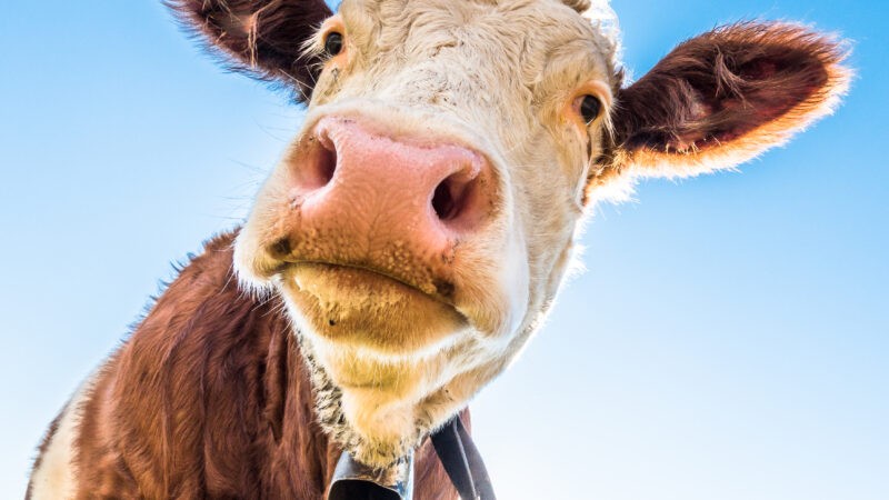 Customer experience research: why it’s not a ‘cow and scale’ story